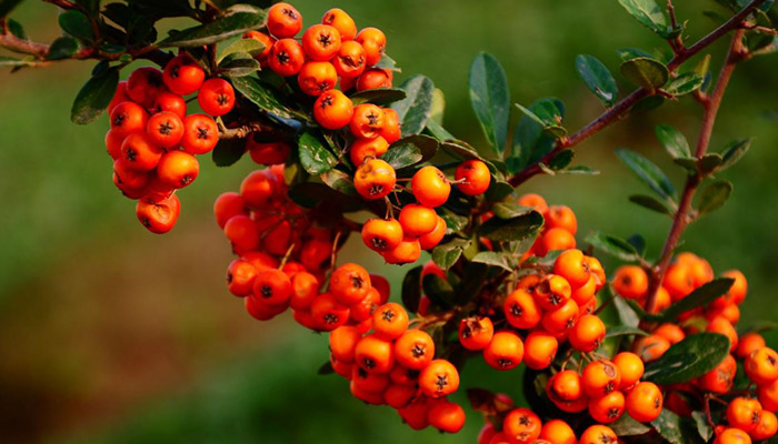 沙棘的功效与作用 沙棘图片